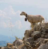 Μπορούν οι κατσίκες να προβλέψουν τους σεισμούς και οι σκύλοι τις ηφαιστειακές εκρήξεις;