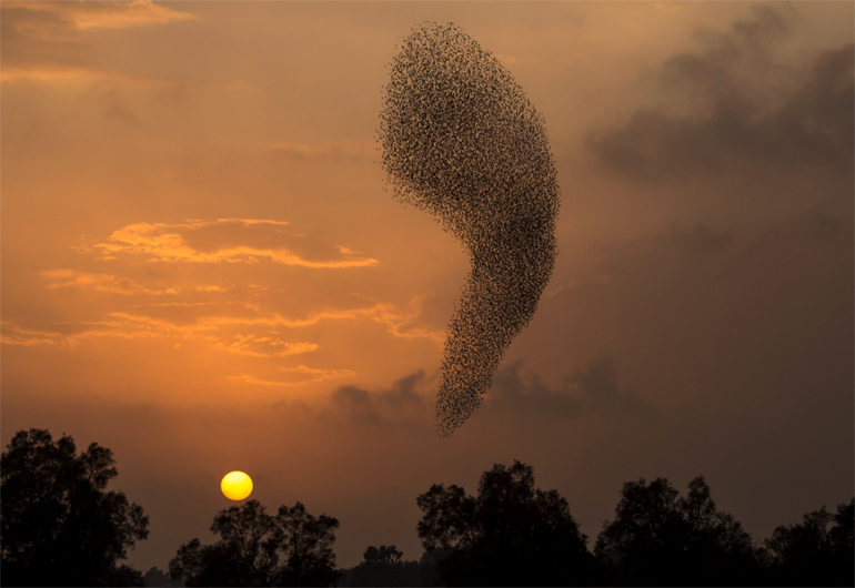 Σμήνος πουλιών το ηλιοβασίλεμα, Ισραήλ