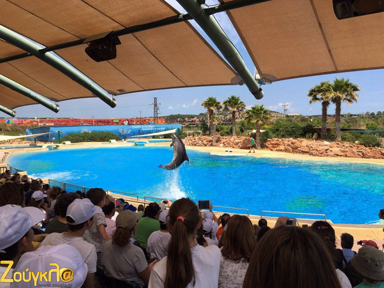Από τις πιο εντυπωσιακές παραστάσεις είναι αυτές των δελφινιών