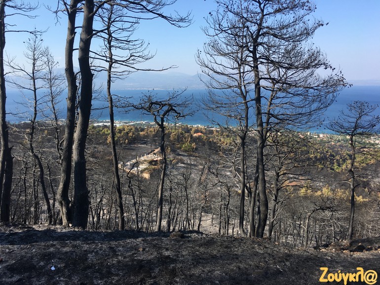 Χιλιάδες στρέμματα δάσους παραδόθηκαν στη φωτιά