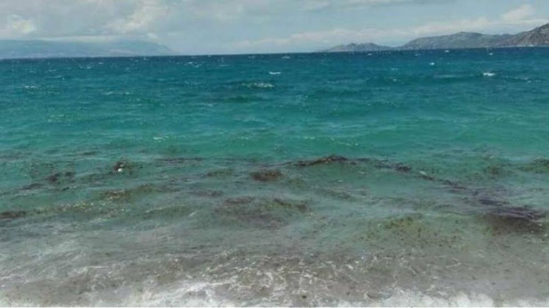Χθεσινή φωτογραφία: Επιδρομή μεδουσών στη Φωκίδα, στην παραλία του Αγίου Μηνά 