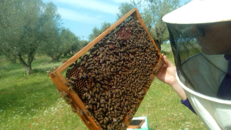 Η μελισσοκομία είναι ένα από τα χόμπι της Αλεξάνδρας.