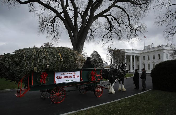 Άμαξα μετέφερε το χριστουγεννιάτικο δέντρο στον Λευκό Οίκο