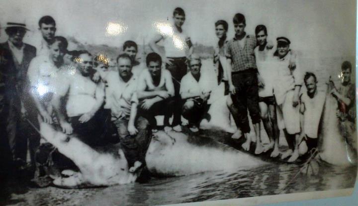 Λευκός καρχαρίας μήκους 5 μέτρων που αλιεύθηκε στην Κ.Αχαία τον Ιούνιο του 1962