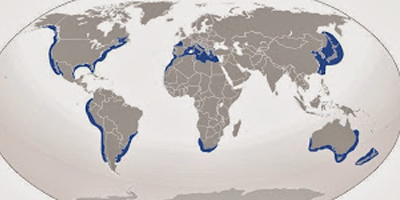 Οι περιοχές όπου ζουν οι Μεγάλοι Λευκοί καρχαρίες. Η Μεσόγειος είναι μία από αυτές