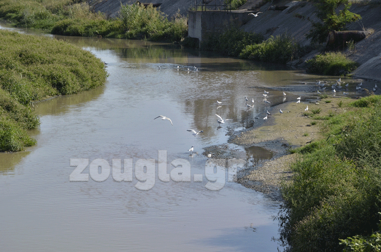 Πουλιά αναζητούν τροφή στον μολυσμένο ποταμό...