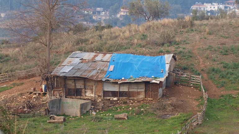 Εύβοια: Η στάνη είχε πρόβατα και έναν… νεκρό